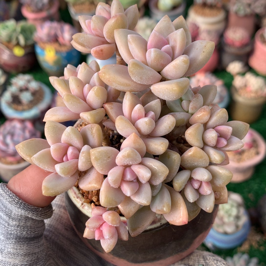 带盆  淡雪缀    散群     