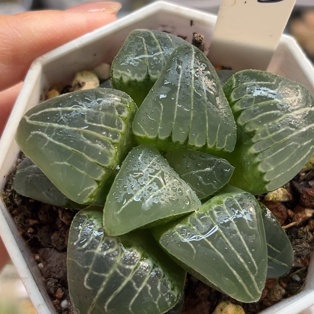 43粉色甜心fulizhuanc