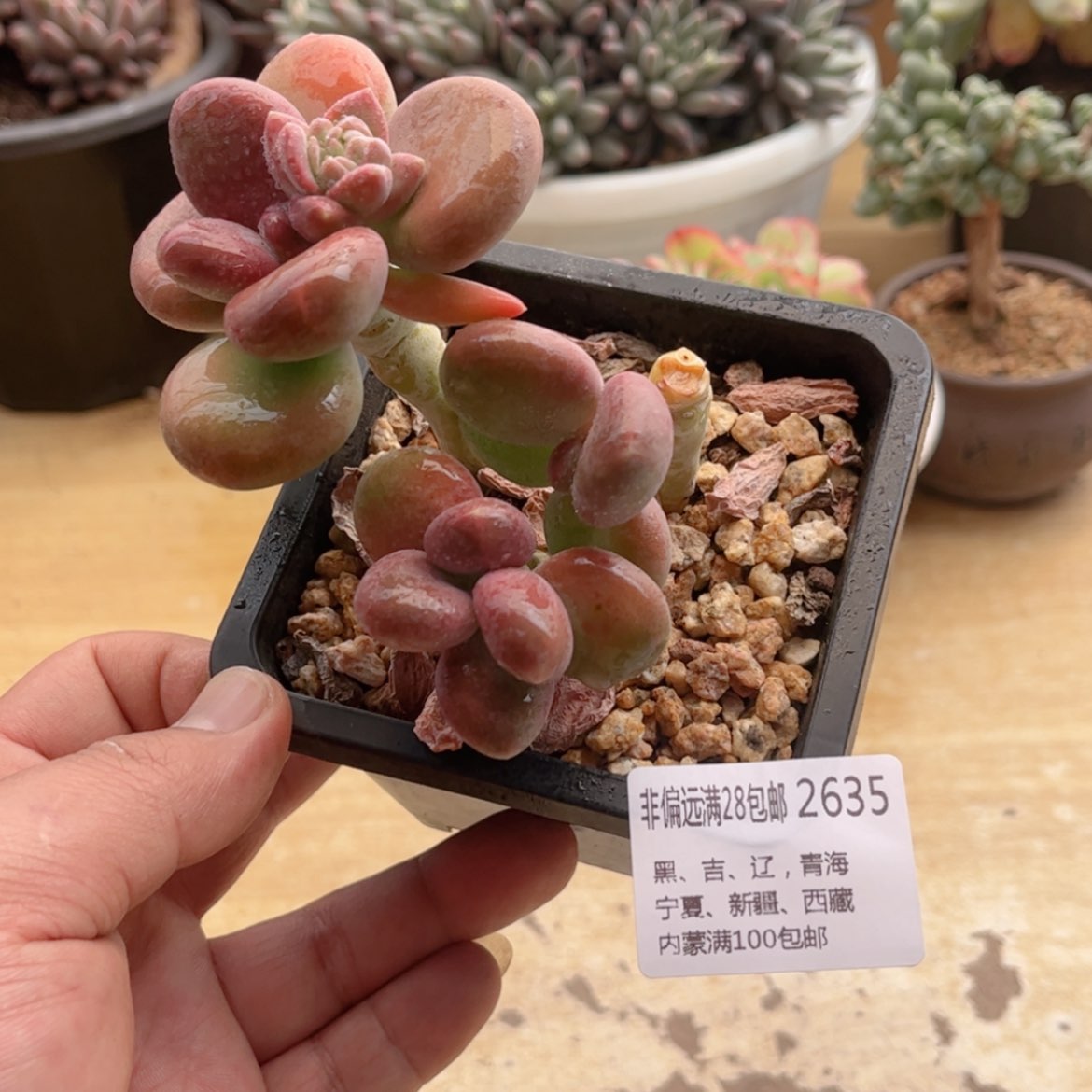 【闪购商品】2635芒果奶