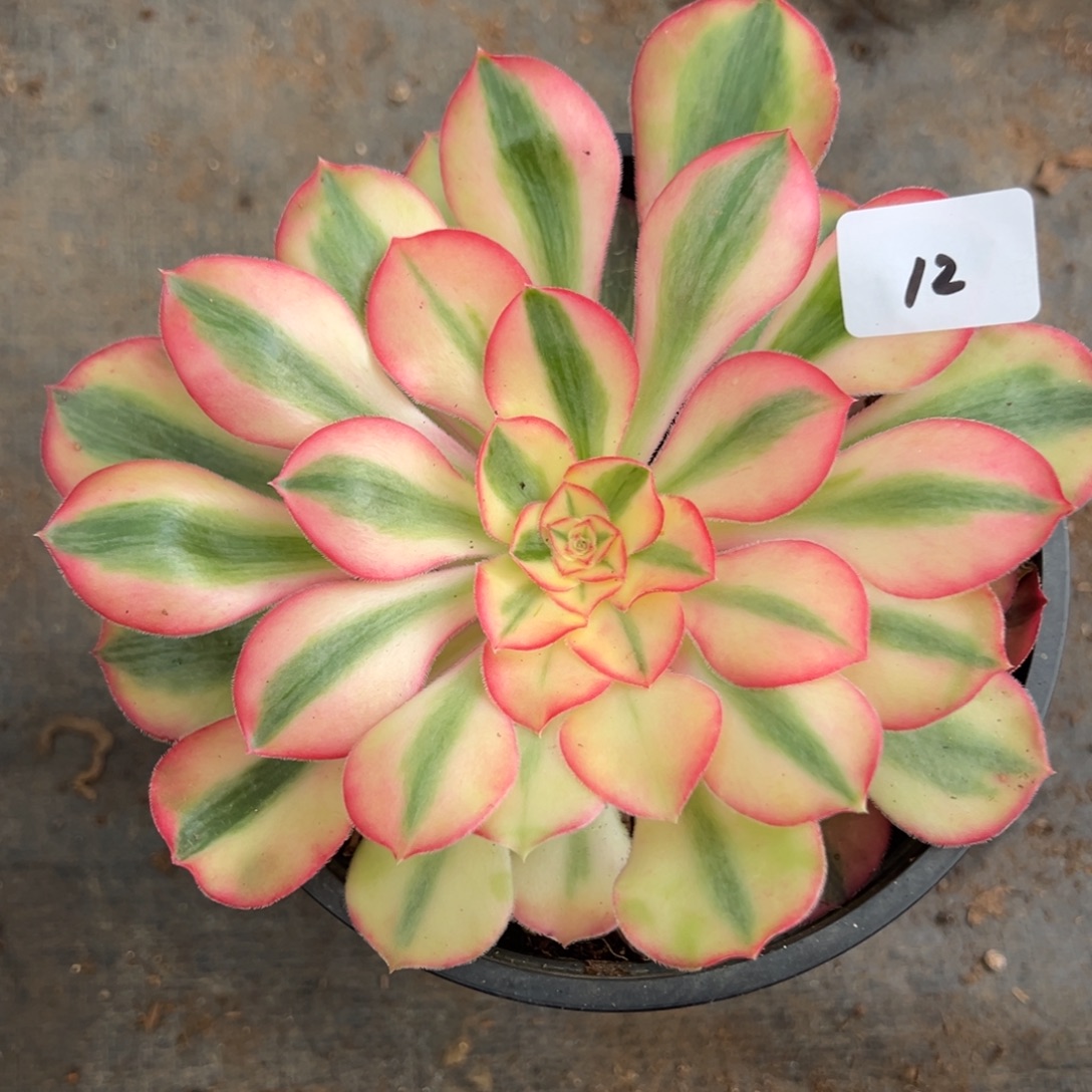 12爱丽丝多肉嘻嘻嘻