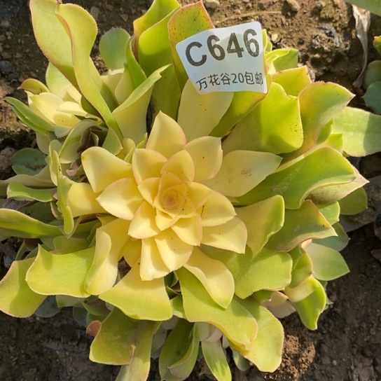 646绍修单彩无售后多肉
