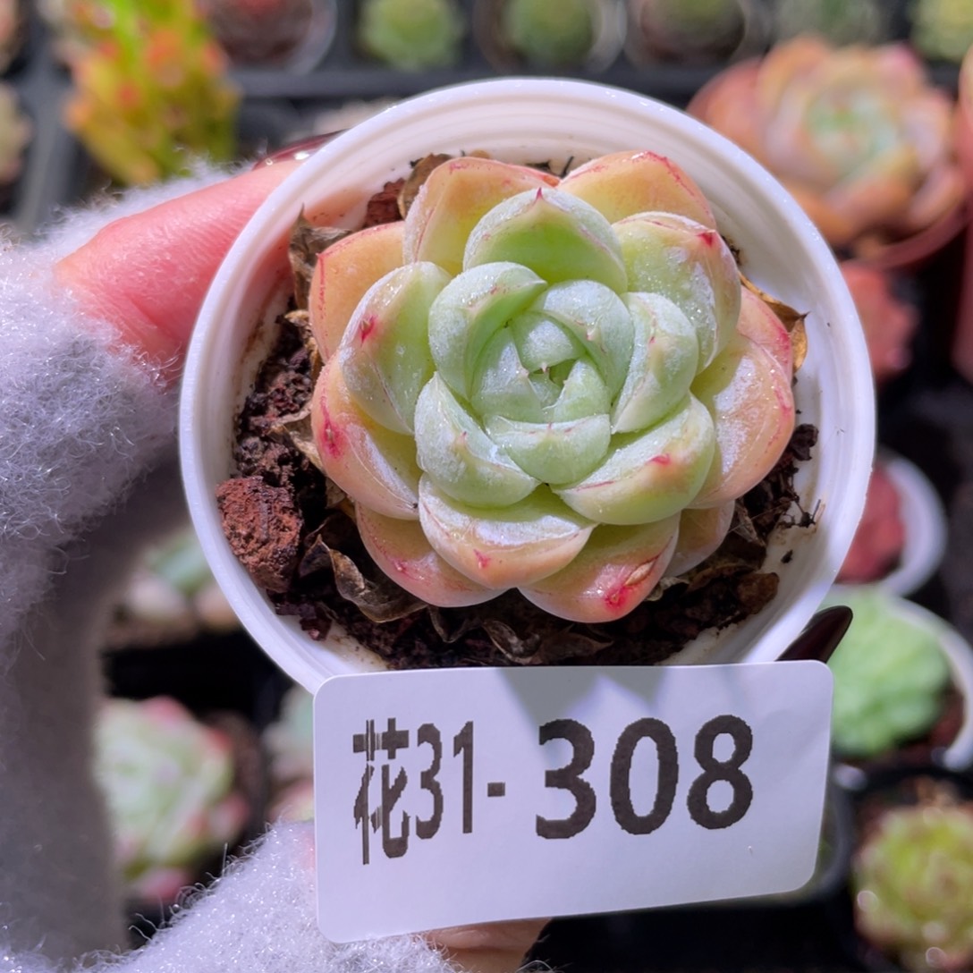 花利美31-308胖虎珍妮