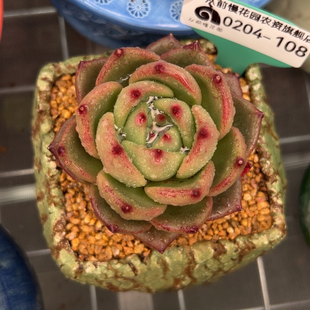 多肉一物一拍0204-108酒