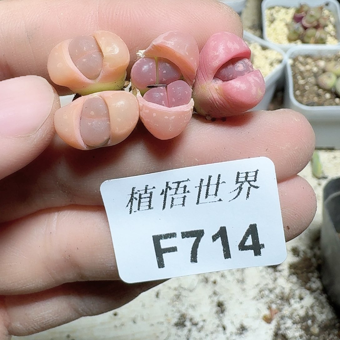 714号多肉植物哇v
