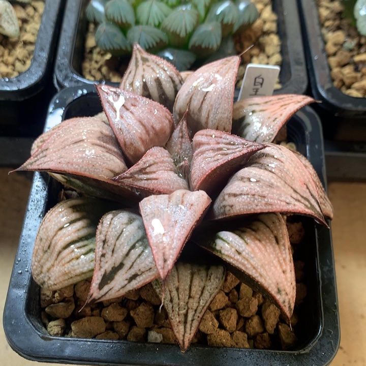 皇妃一物一拍带盆