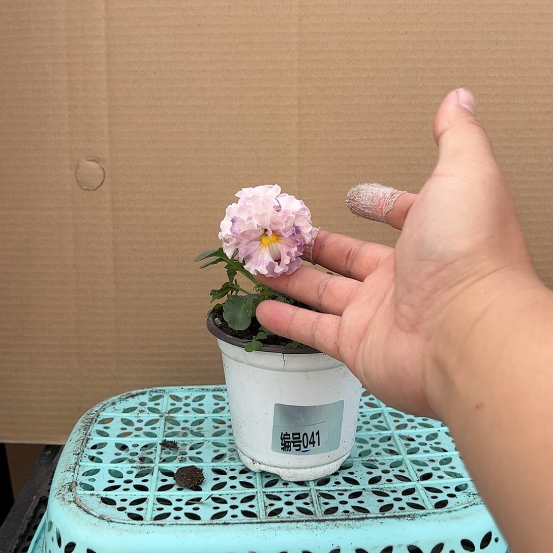 【闪购商品】完全开放041号