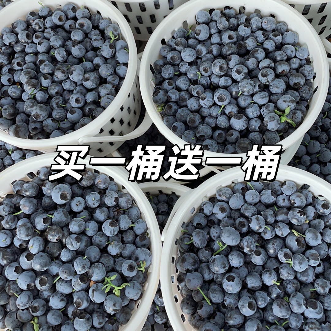 350g两桶装+云南澄江脆甜蓝莓原箱桶 孕妈辅食花香脆甜 基地直发