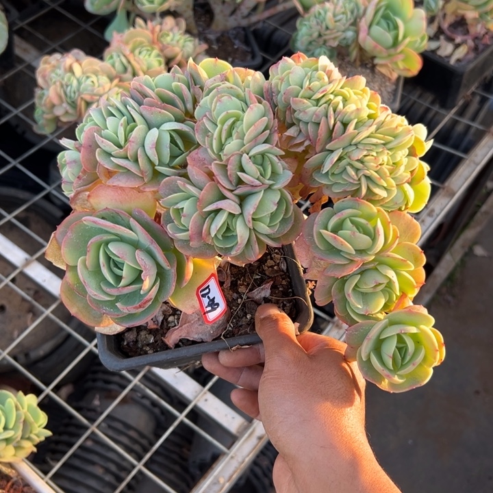 精品多肉植物老桩鸡蛋碧桃缀