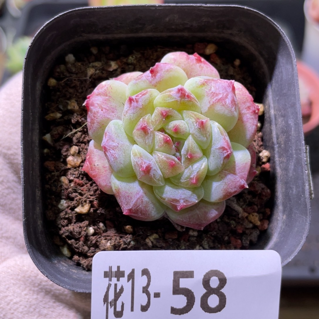 花利美13-58秘境冰魄