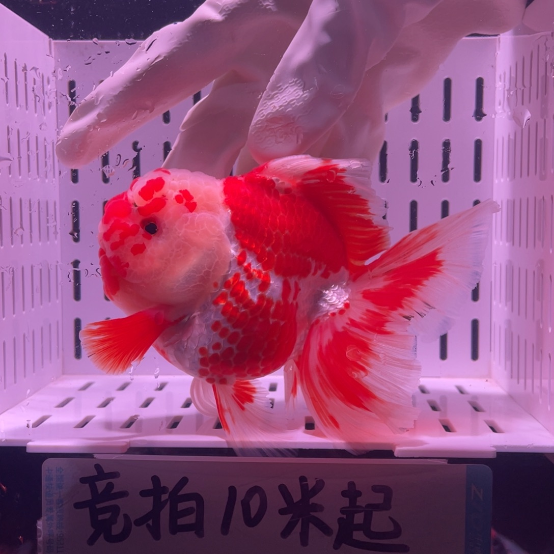 金鱼泰狮金鱼渔场直发