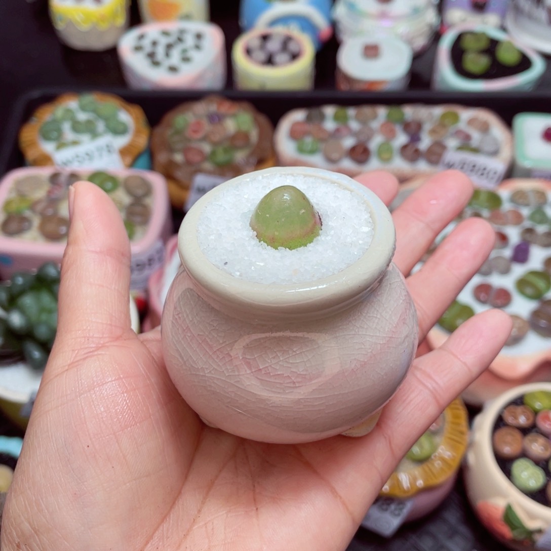 w5990 -零下地区拍保温箱-15支持寄养