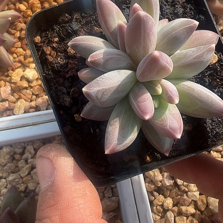 *****双头雪戴莉111111