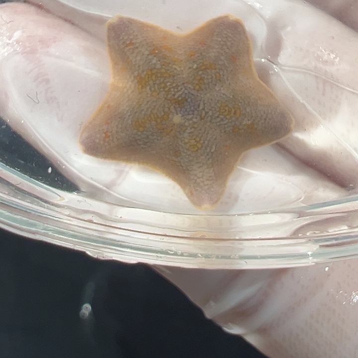 海星32号一指小鼻嘎