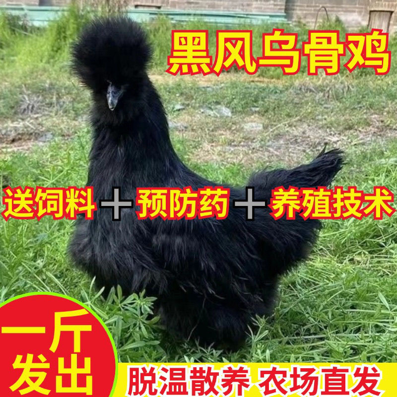 一斤发货青年纯种黑凤绿壳蛋鸡宠物鸡黑丝毛鸡乌骨鸡