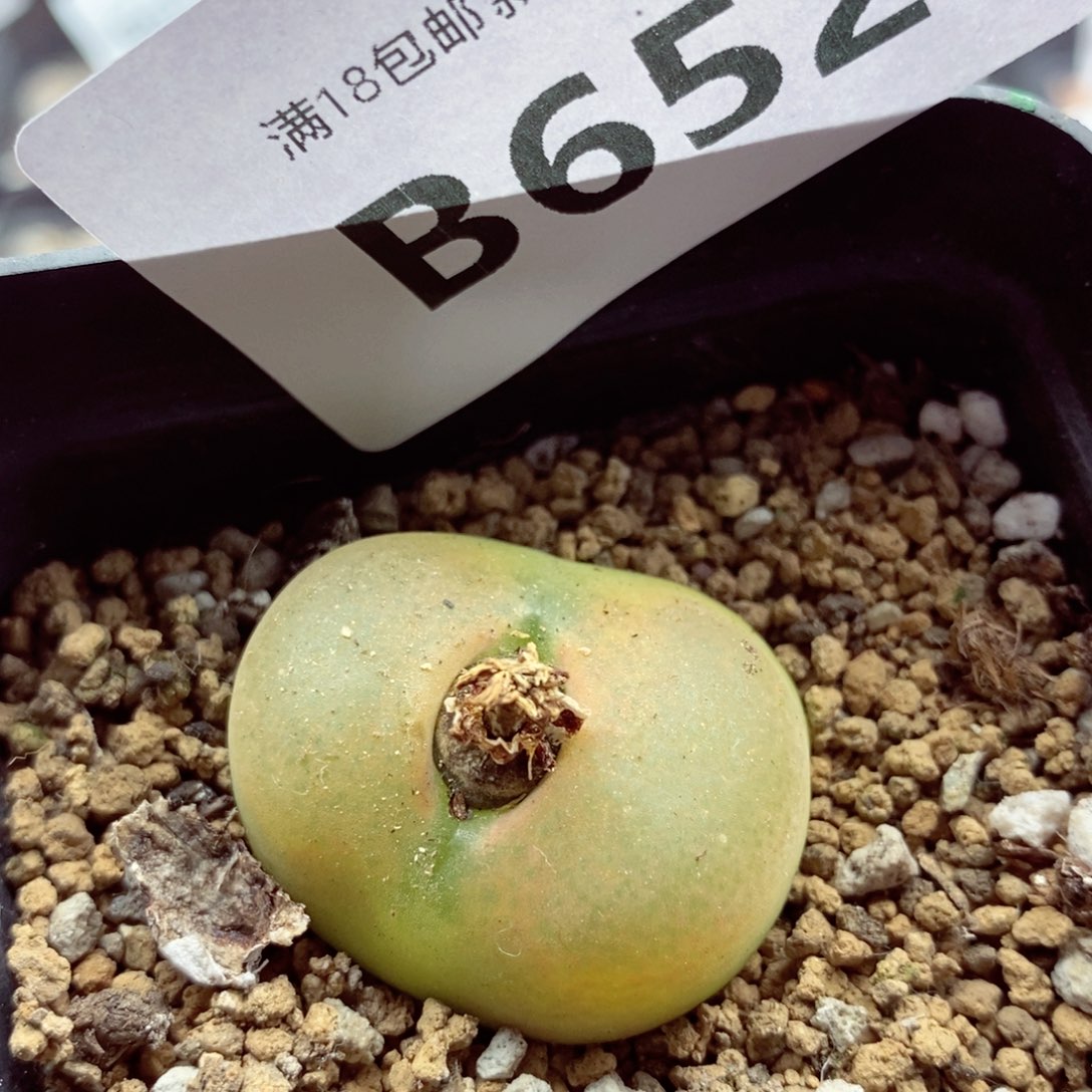 我的小姐姐们都是我652