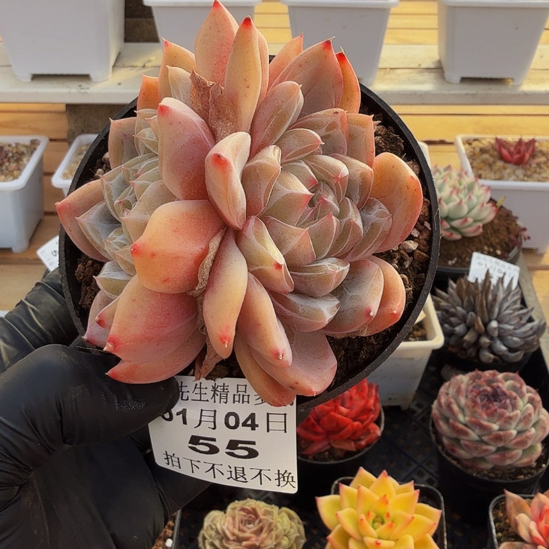 0104-55冰花双头a