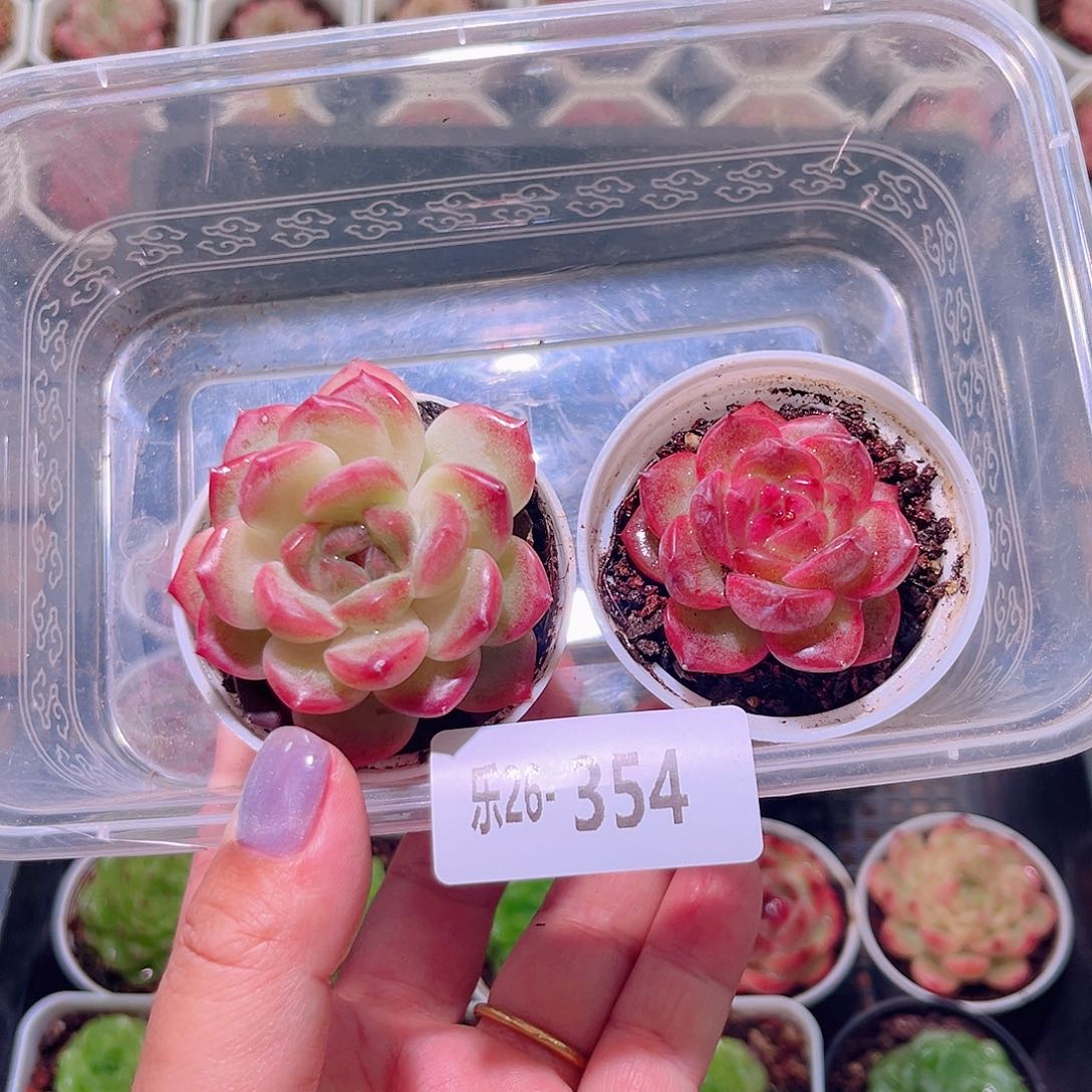 乐然26-354 珍妮2颗 