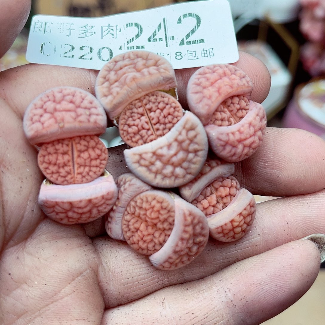 郎哥多肉生石花20-242