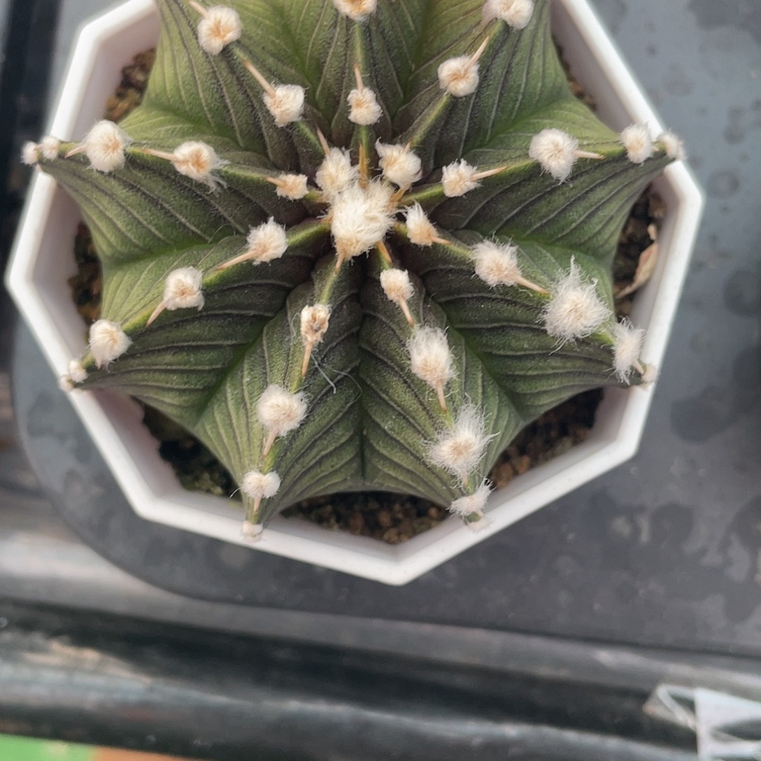 1-151肋骨特价6.7厘米