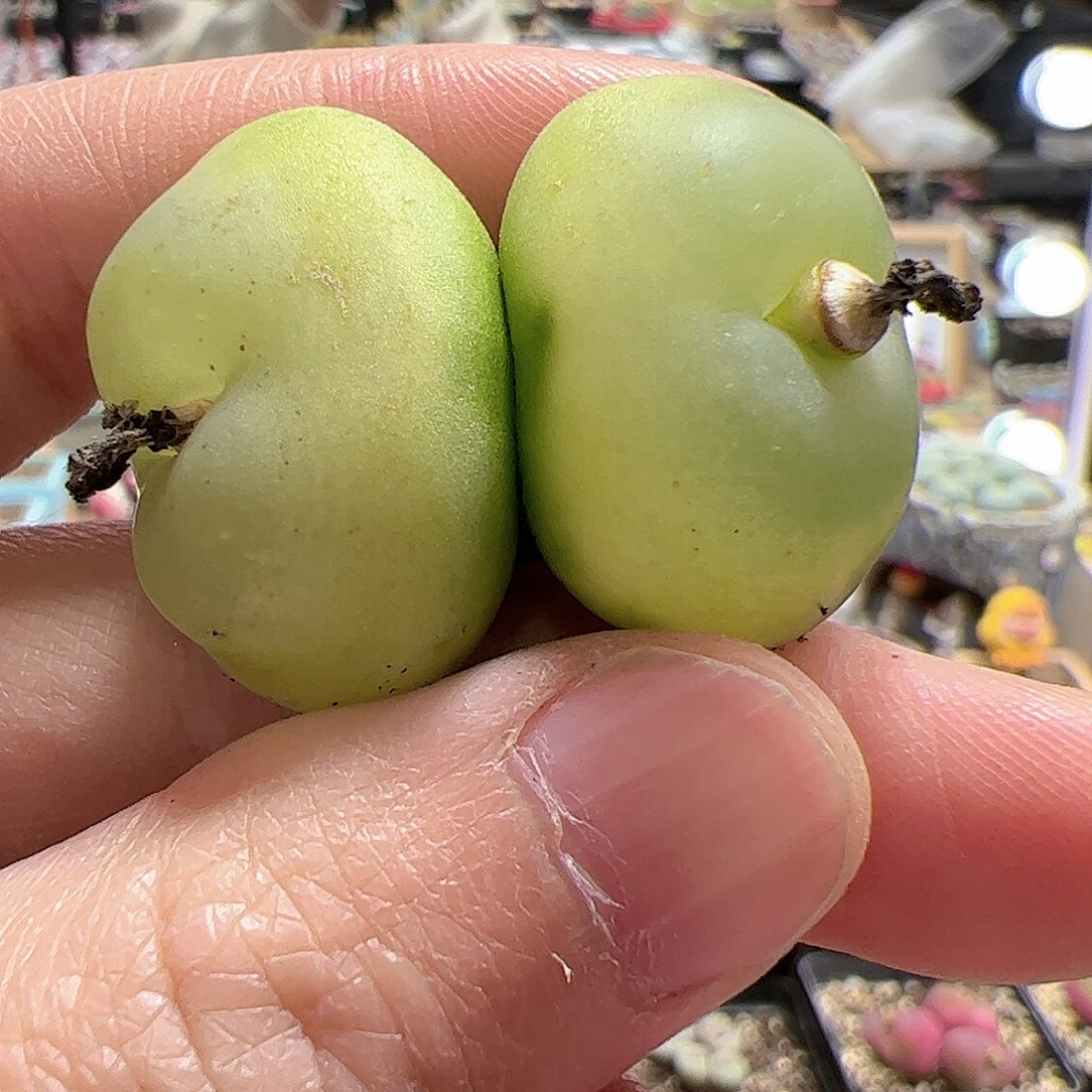 【闪购商品】169 双头拉登