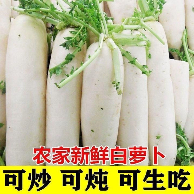 高山新鲜白萝卜新鲜萝卜小萝卜脆甜蔬菜农家现挖现发泡菜腌菜食材