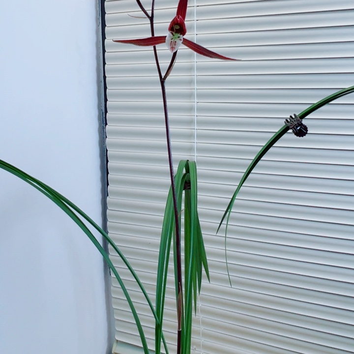 心***事完全开放一物一拍