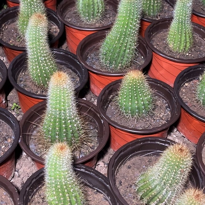 大*姐冰清玉洁毛花柱