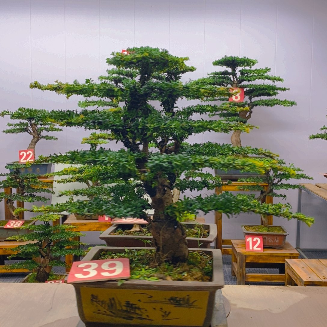 无花朵罗汉松盆景一对