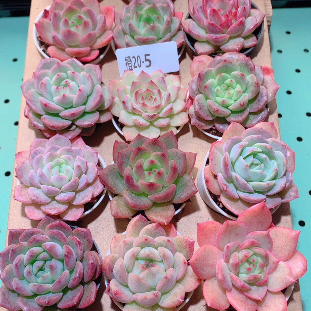20-5一物一拍多肉带盆18颗