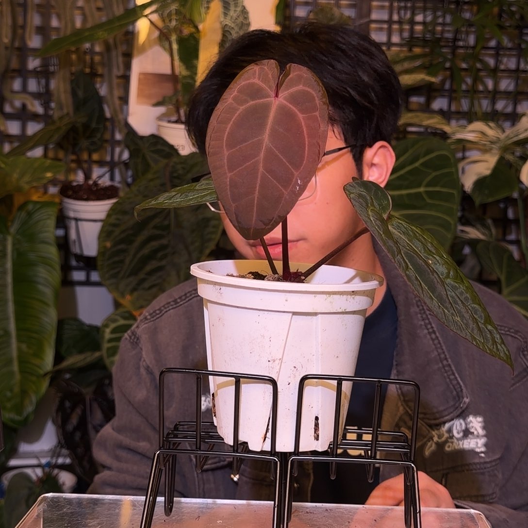 完全开放F149 紫水晶杂南美水晶