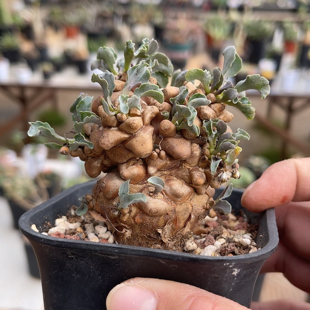 实生蛮鬼塔一物一拍