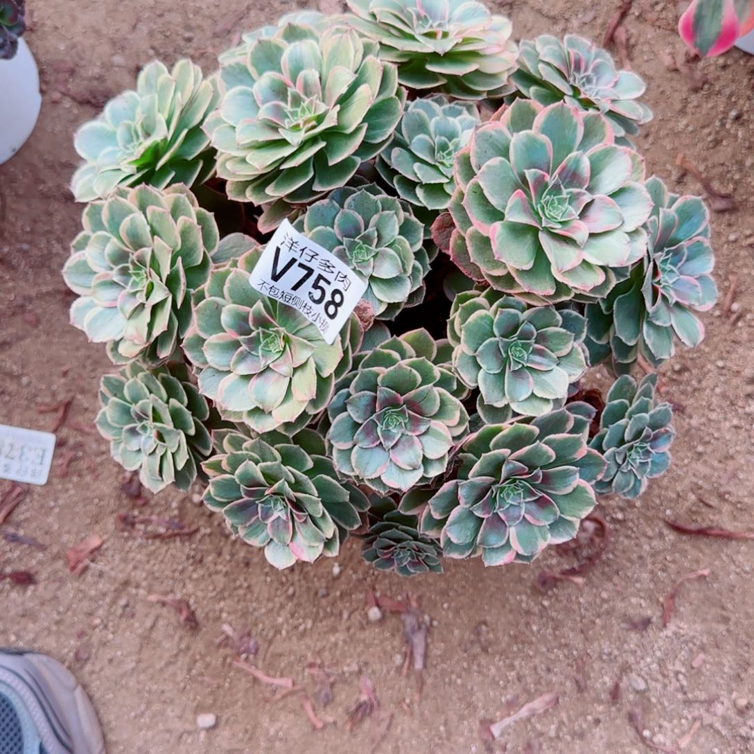 粉花妖发师758冠幅25