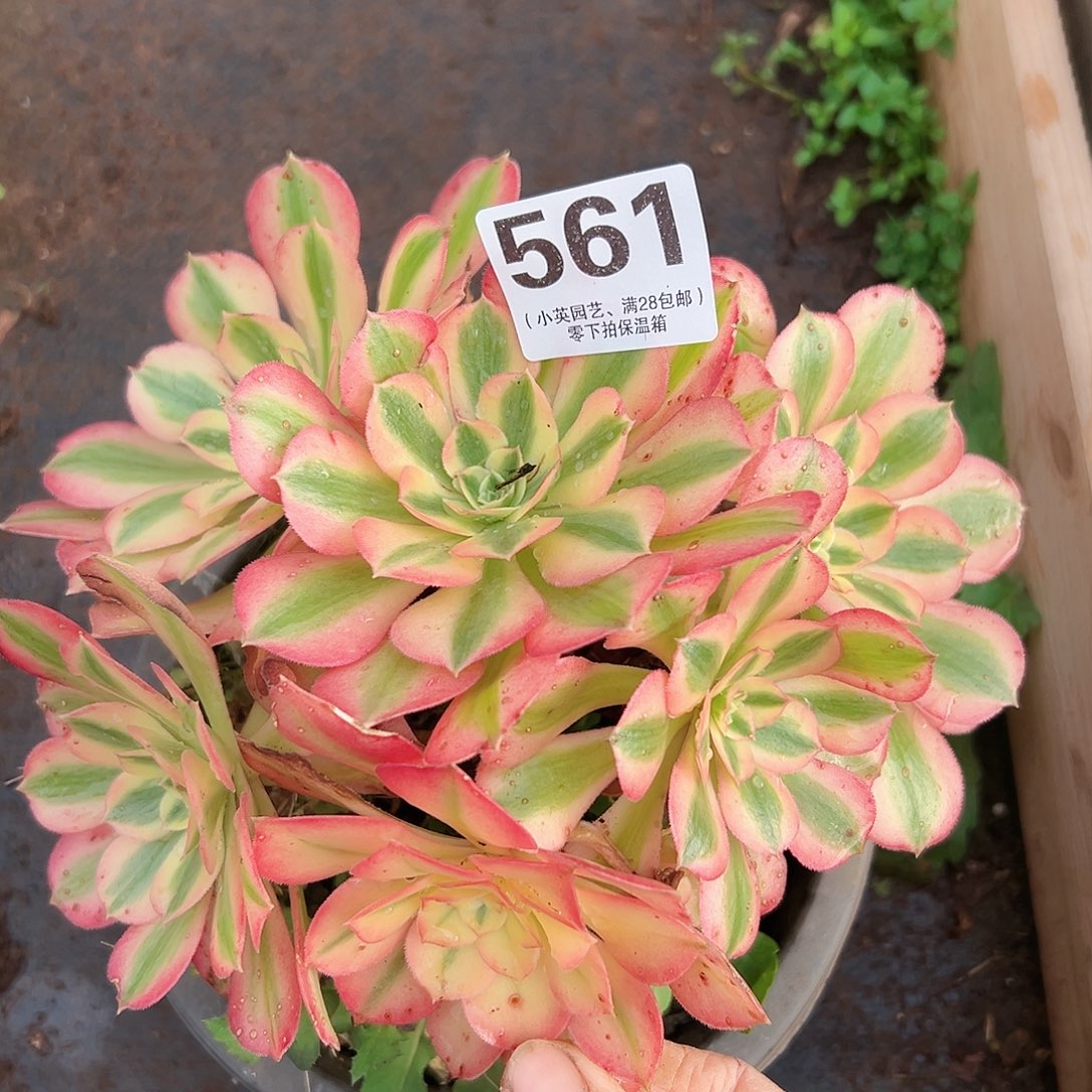 多肉植物561女巫法师