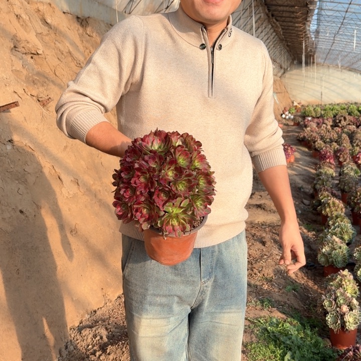 精品安娜好看好养