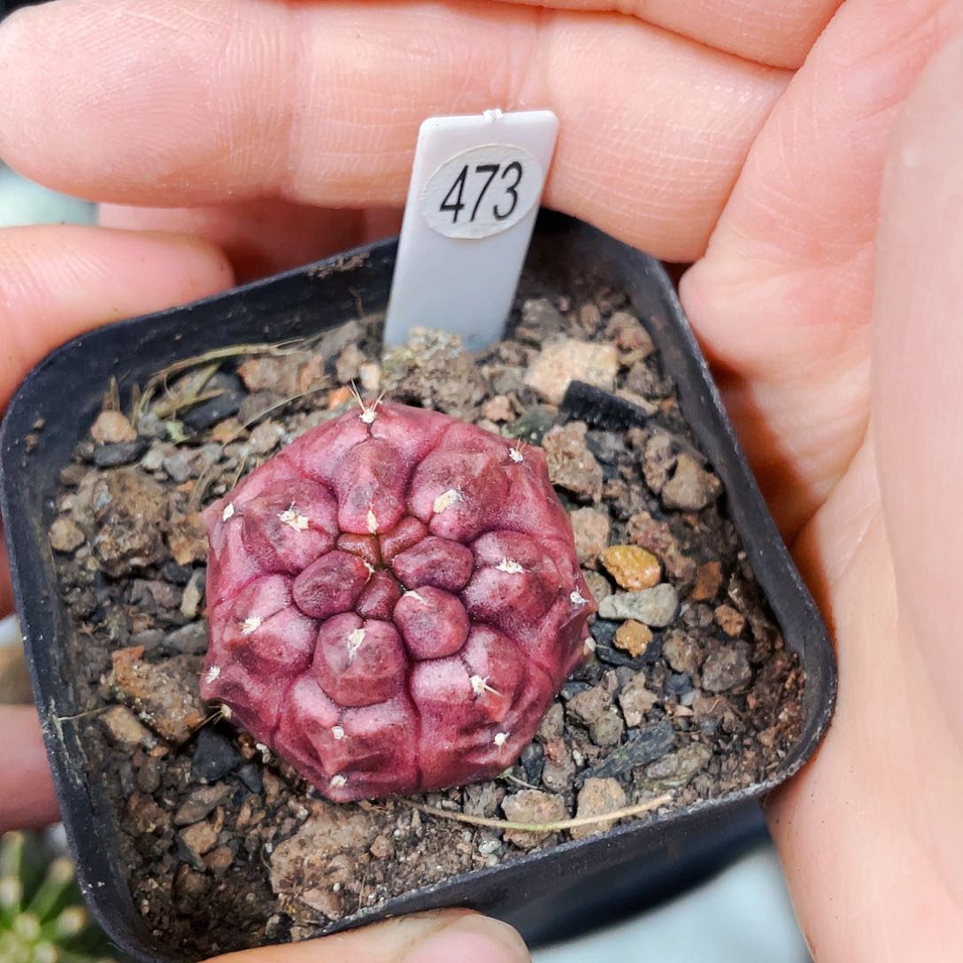 梦想非偏远地区满25包邮仙人球