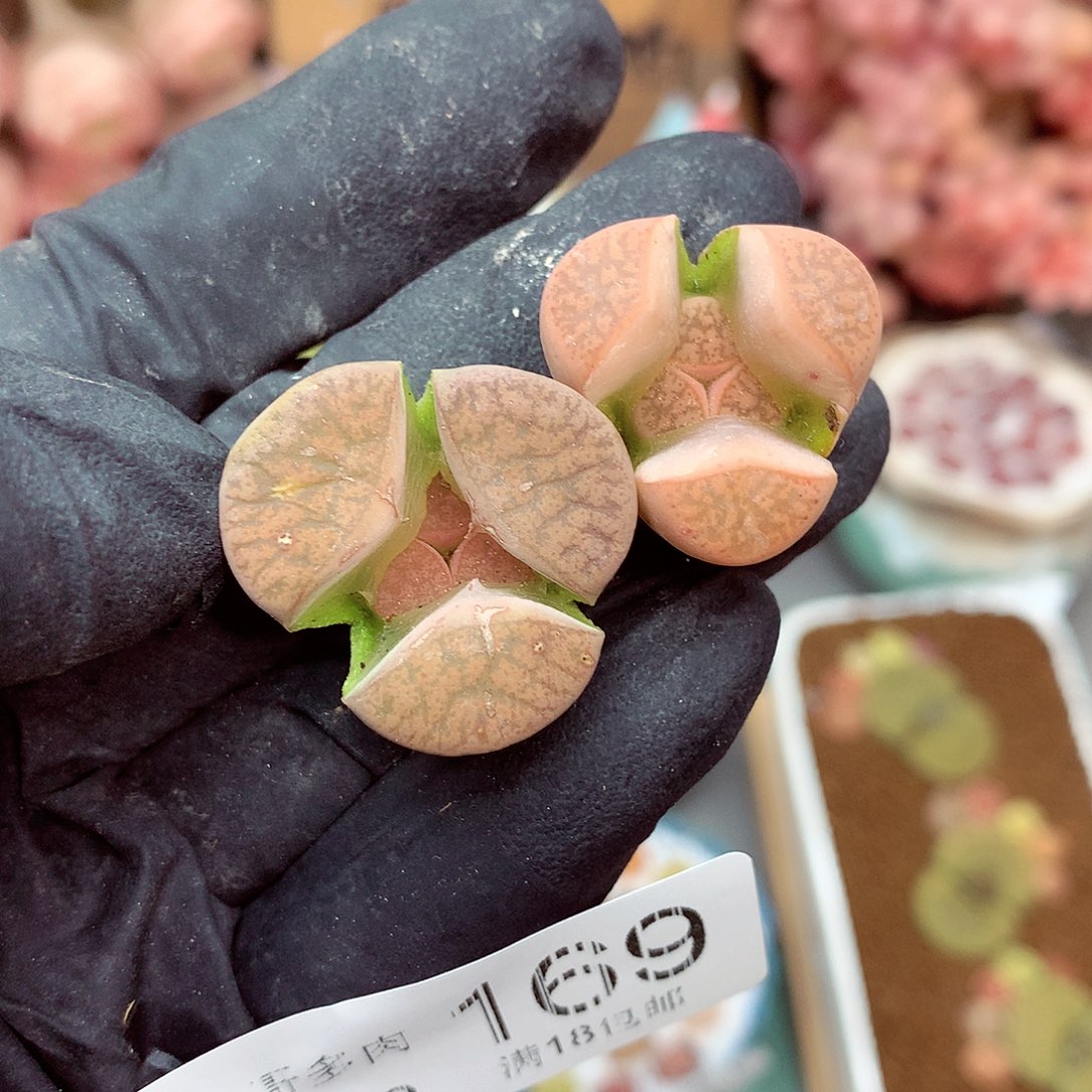 生石花满18包邮9-169