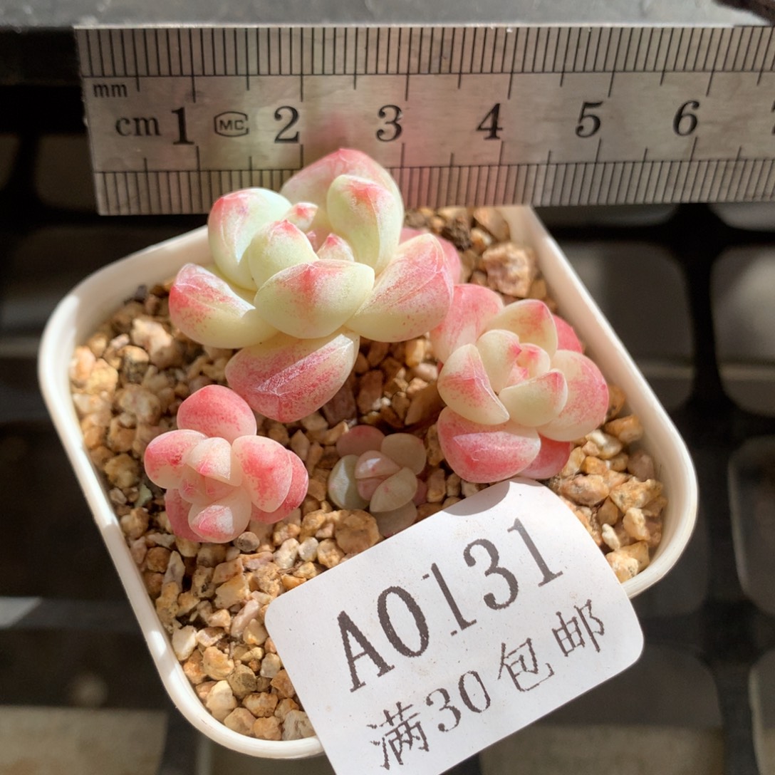 131。mini小腿白体冰玉四头。