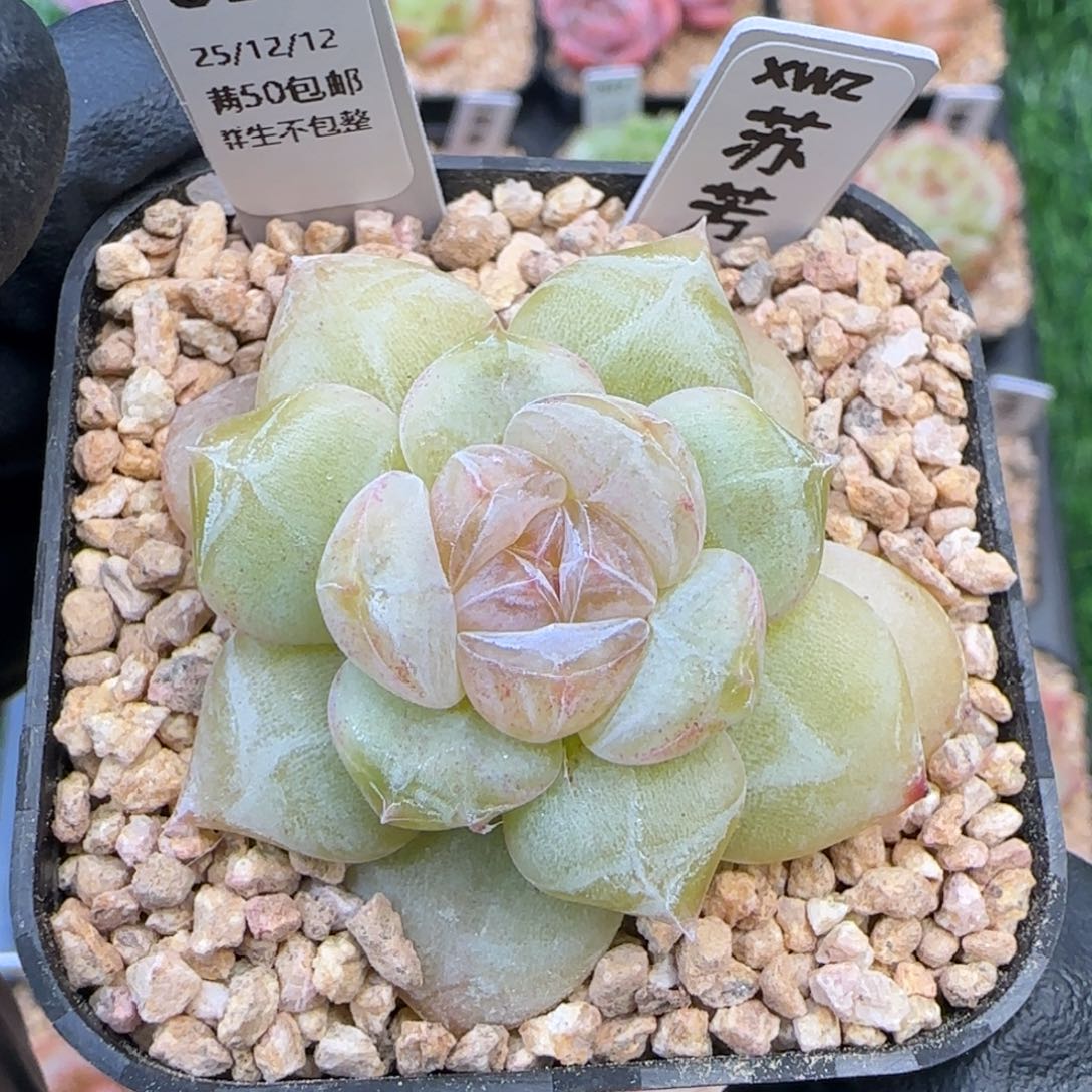 053   苏芳   5厘米盆