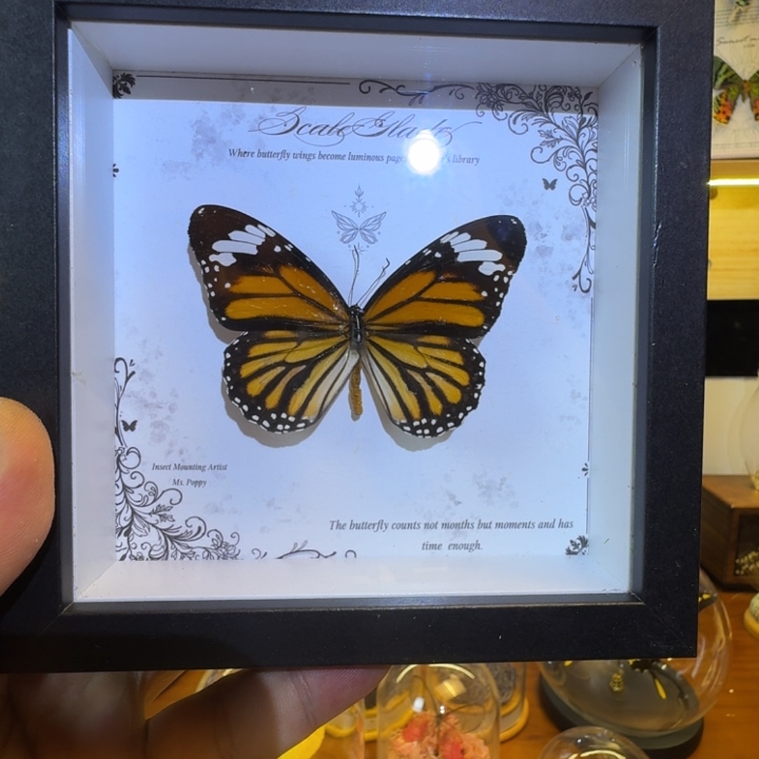 有机玻璃虎斑蝶5寸玻璃相框