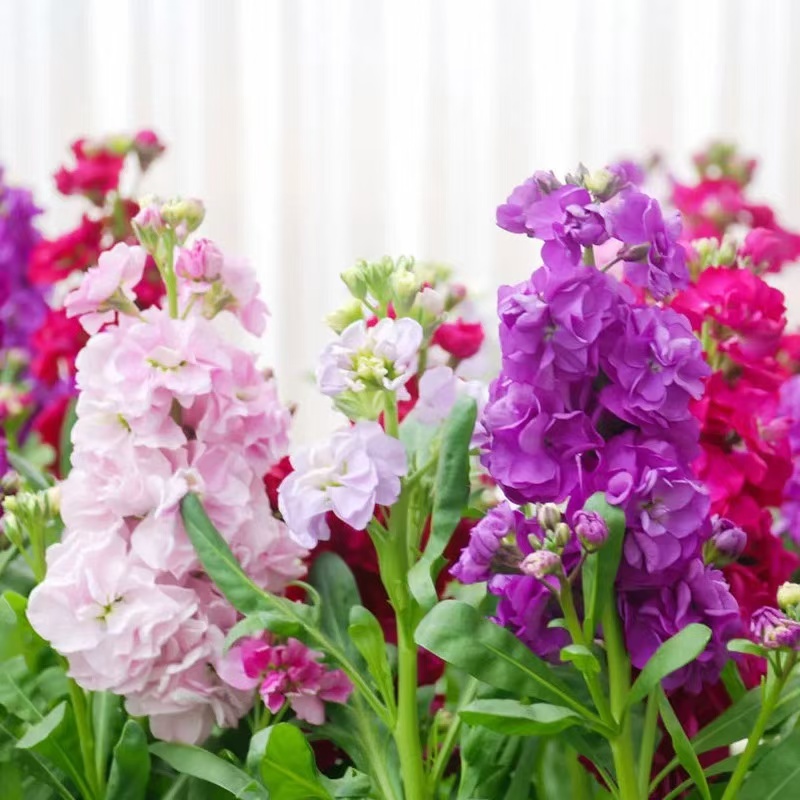 紫罗兰盆栽地载花开四季可切花品种耐寒耐晒花香浓郁