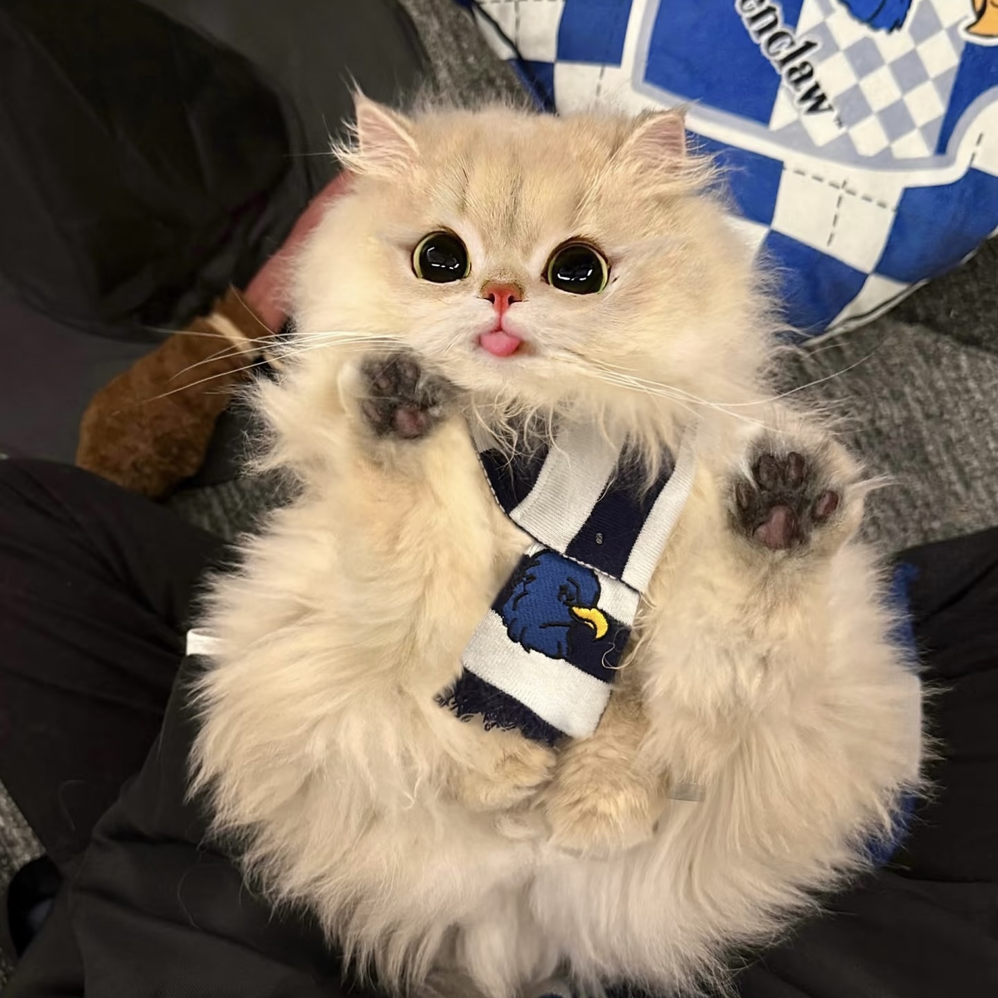 【熊猫宠物】活体猫咪 全款包邮（一物一拍）