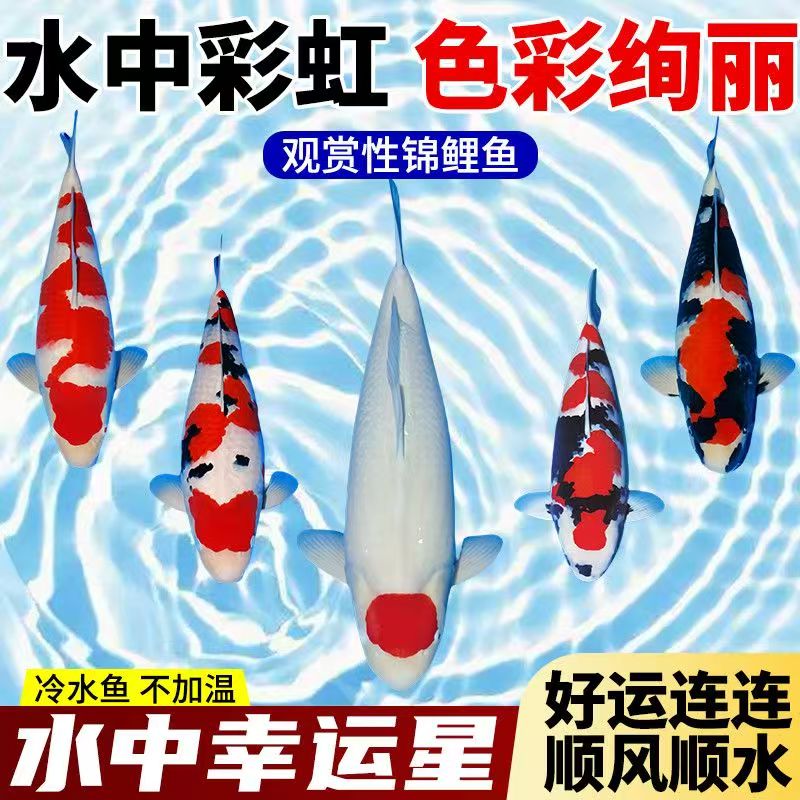 【7-9cm】锦鲤鱼招财冷水观赏鱼锦鲤淡水鱼好养易活观赏鱼