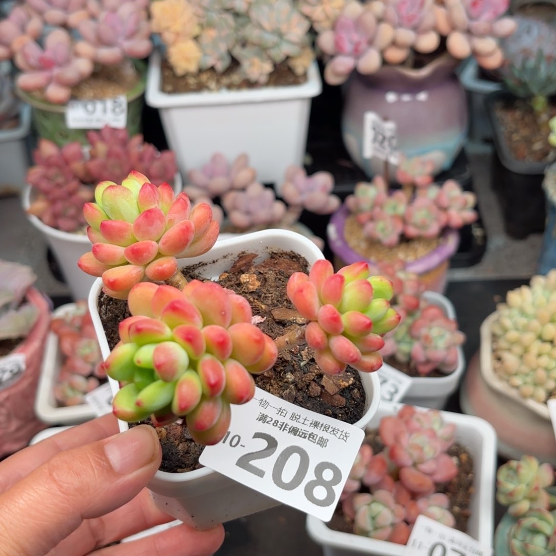 香格里拉老桩多肉多肉