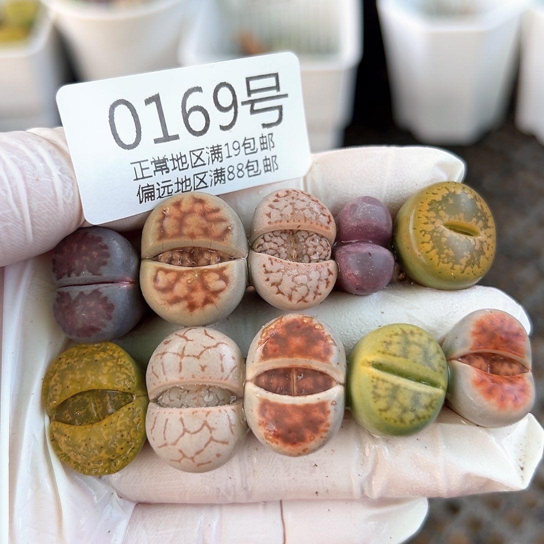 好养易活生石花大母本0169