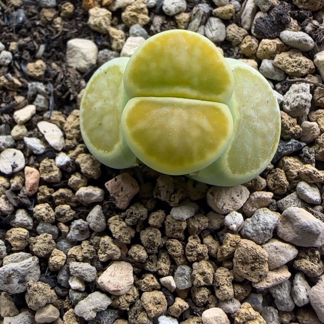 绿菊生石花大棚直播