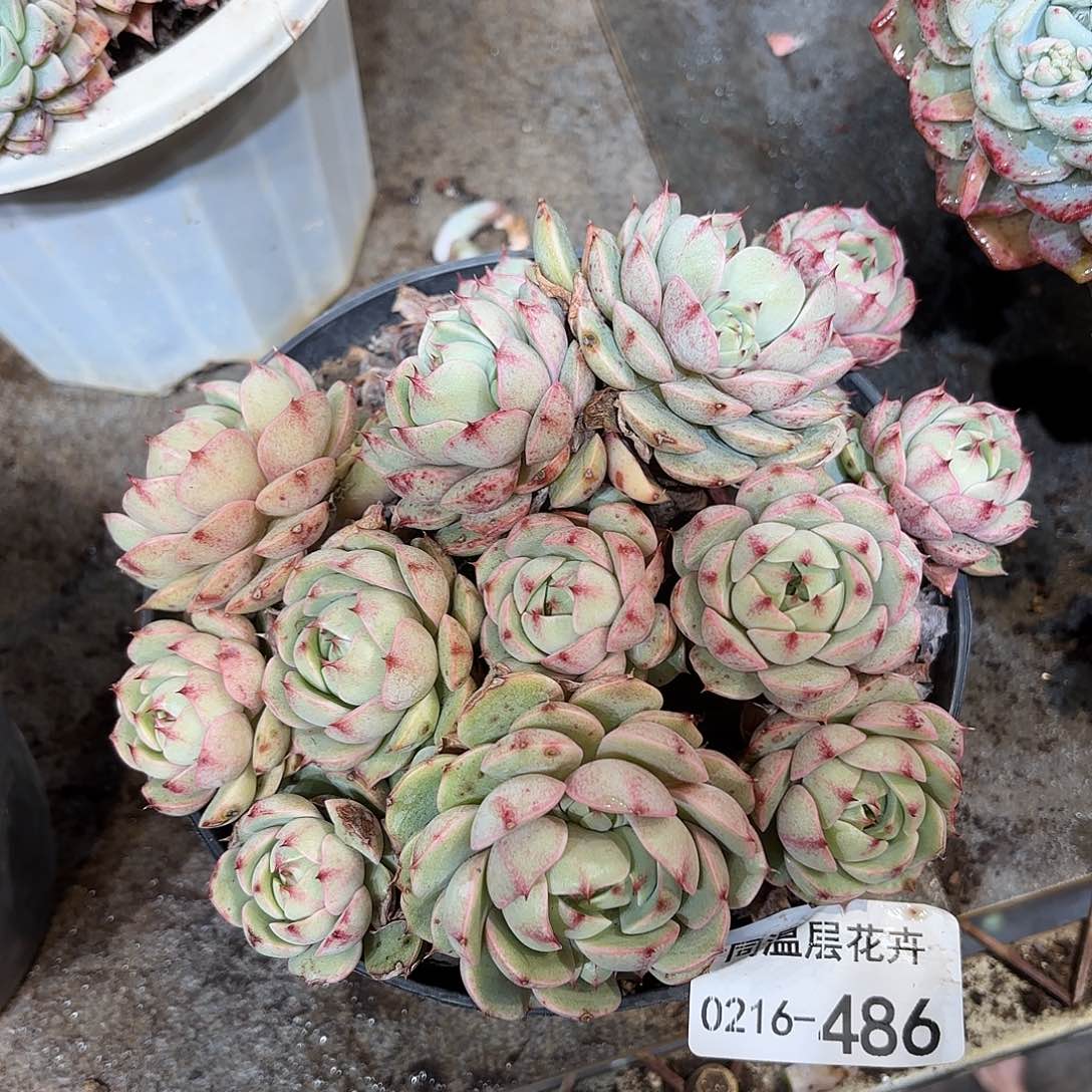 486笨吧同温层多肉