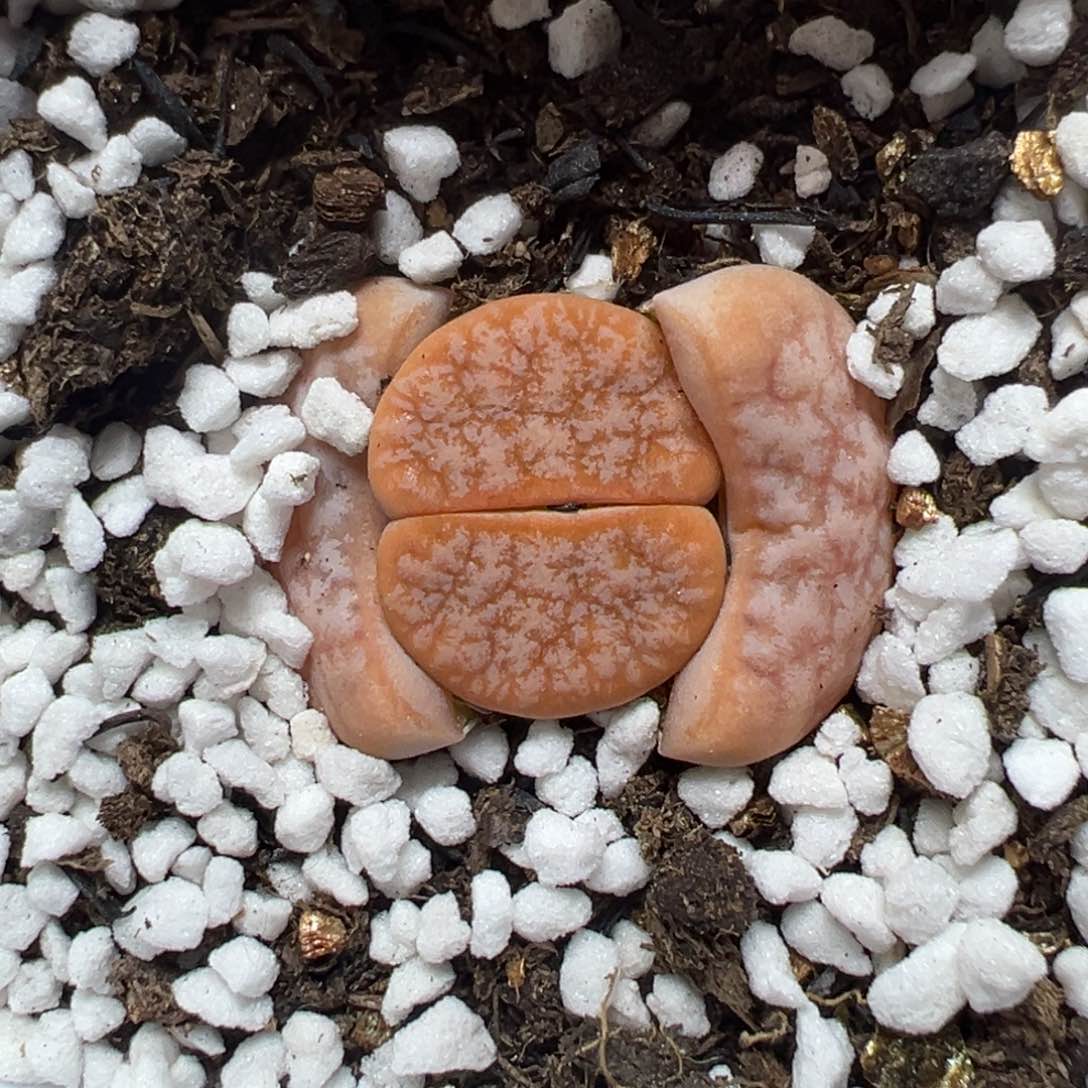 【闪购商品】011……