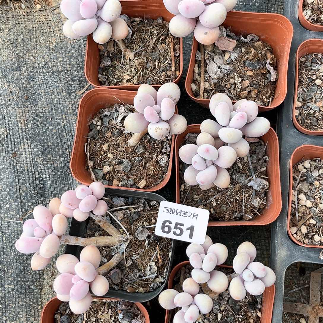 阿雅园艺。      651