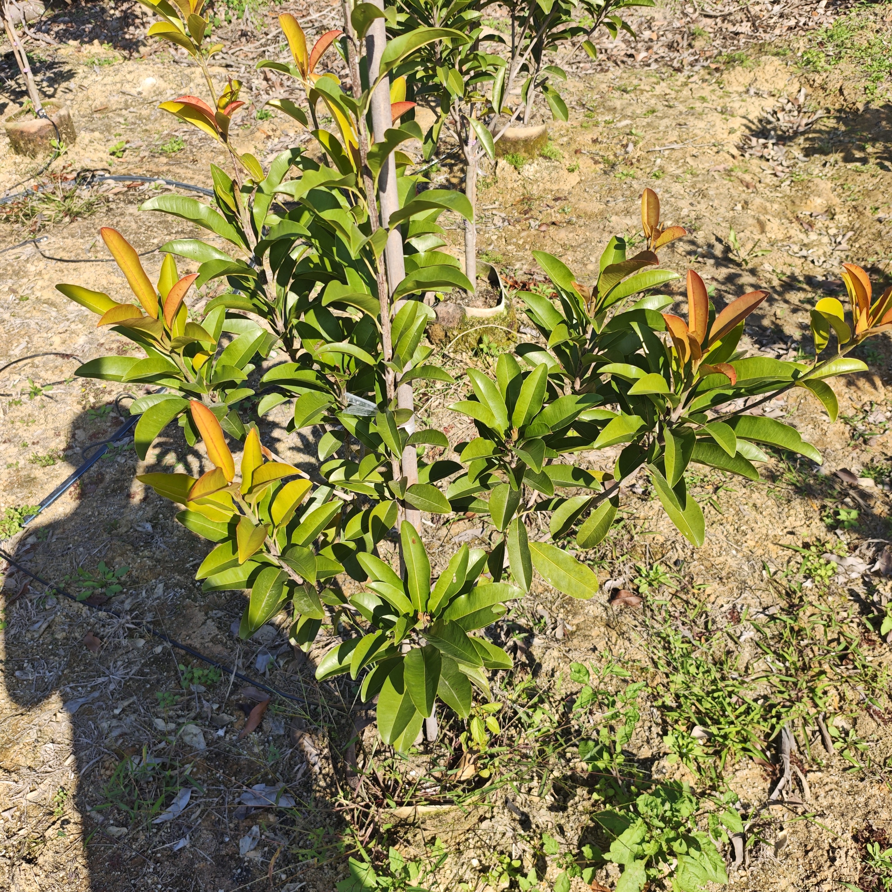 精选越南人心果盆栽绿植阳台盆栽庭院地栽