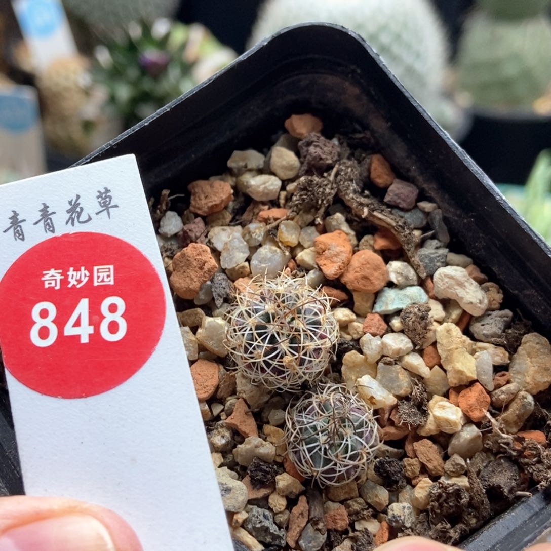 实生草刺娇丽两颗仙人球